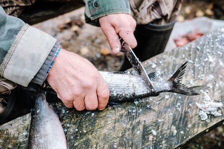 Fisherman cleaning fish by knife on wooden board outdoorsの写真素材