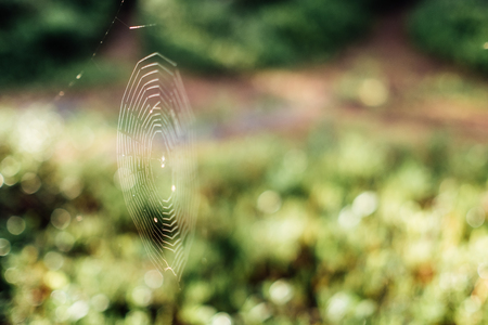 The spider's web on the branches of a tree in the forest