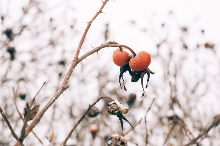 Dogrose covered with snow in the winter forest. Dogrose bushの写真素材