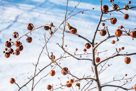 Apple tree without leaves and with fruit in winter. Seasonal natural sceneの写真素材