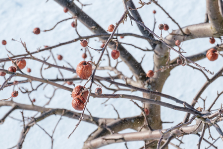 Apple tree without leaves and with fruit in winter. Seasonal natural sceneの写真素材
