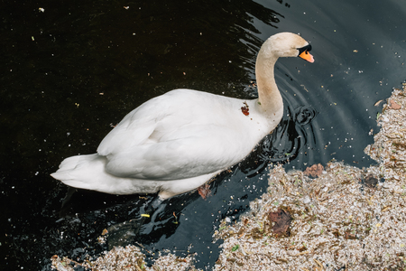 Cute swan and dirty environment. Water bird and pollution in river. Environment conceptの写真素材