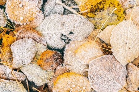 Top view of frost covering dry leaves