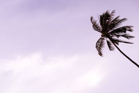 View of nice tropical sunset with palmの写真素材