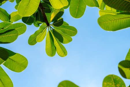 Green leaves against the blue sky. Bottom viewの写真素材