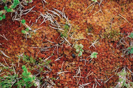 Red moss in the forest. Organic nature backgroundの写真素材