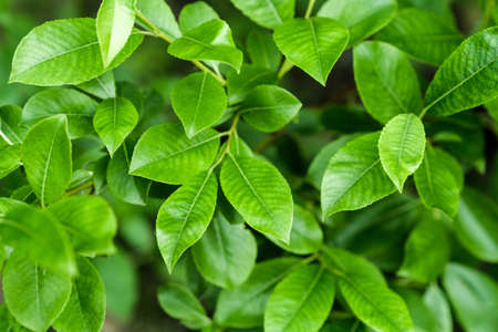 Green leaves pattern and forest background. Natural background