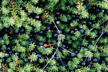 Crowberry also known as Empetrum nigrum in the forest
