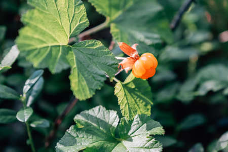 Ripe orange cloudberry on a background of green leaves in the forest