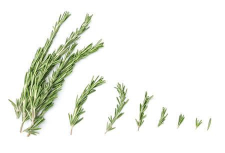 Collection of rosemary branches isolated on white background. Set of multiple images. Part of series
