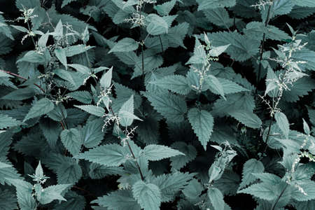 Green leaves pattern background. Natural organic forest backgroundの写真素材