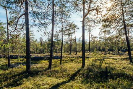Beautiful forest trees. Natural summer wood backgrounds