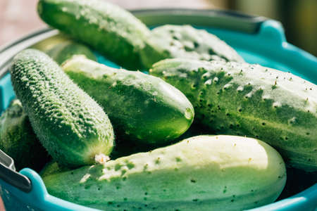 Texture background of green fresh cucumbers conceptの写真素材