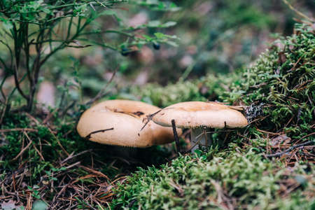 Red russula mushroom in the forestの写真素材