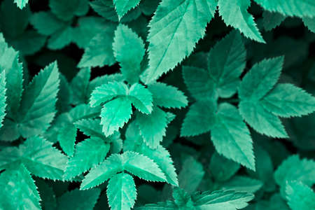 Green leaves pattern and forest backgroundの写真素材