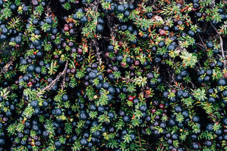 A lot of crowberry also known as Empetrum nigrum in the forestの写真素材