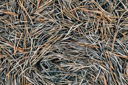 Abstract gray forest background. Natural organic patternの写真素材