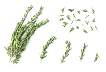Collection of rosemary isolated branches on white backgroundの写真素材