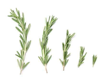 Collection of rosemary branches isolated on white backgroundの写真素材