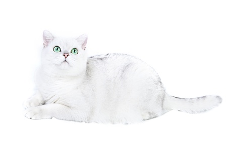 White british cat  Over white backgroundの写真素材