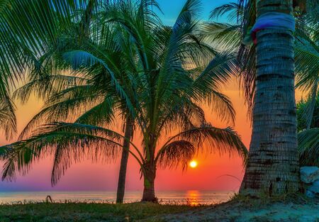 Palm tree over sea background at sunsetの写真素材