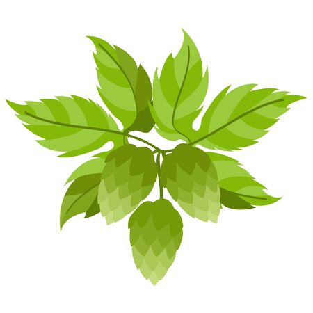 Fresh green branch of hops.のイラスト素材