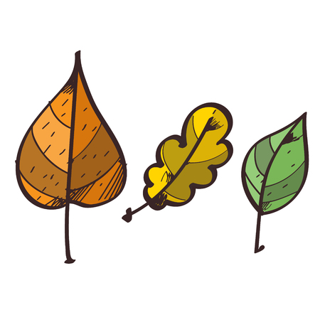 Three leaves from the trees clipart color on a white background.のイラスト素材