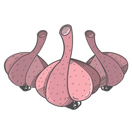 Garlic logo. Condiments and spices to dishes. Ingredients. Plants and fruits.のイラスト素材