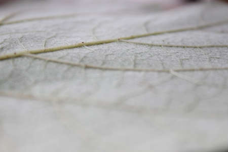 Gray autumn dry leaf macro shot mode