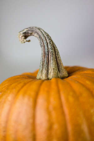 Round orange pumpkin on a white backgroundの写真素材