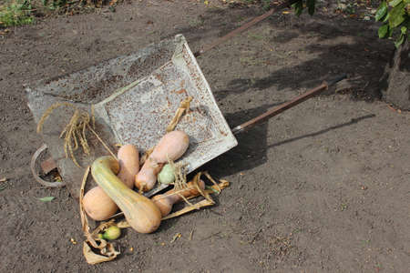 Old rusty metal wheelbarrow with orange pumpkinsの写真素材
