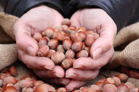 Hazelnut hill in female hands on a background of burlapの写真素材
