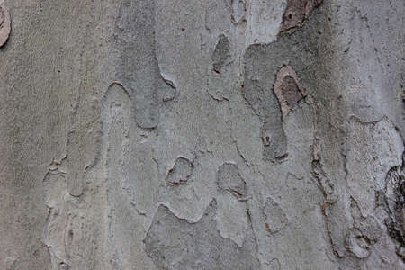 Background from the bark of sycamore grayの写真素材
