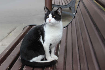Black and white cat sitting on a benchの写真素材