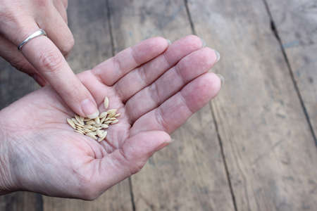 Seeds of different plants in the women's palm on a background of wooden planksの写真素材