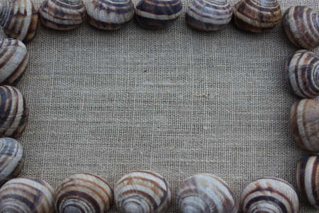Frame of shells of snails on a linen clothの写真素材