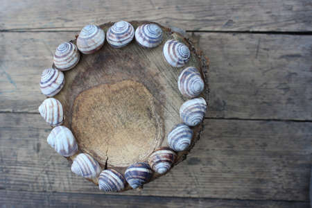 Frame from the shells of snails on wooden boards and stumpの写真素材