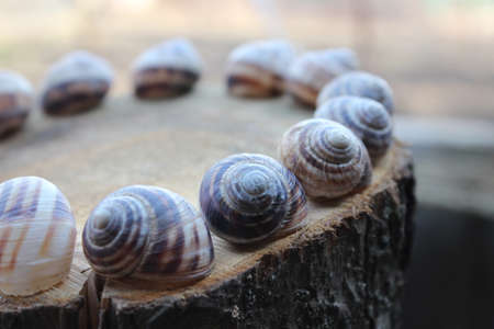 Patterned shells of snails on a wooden stump