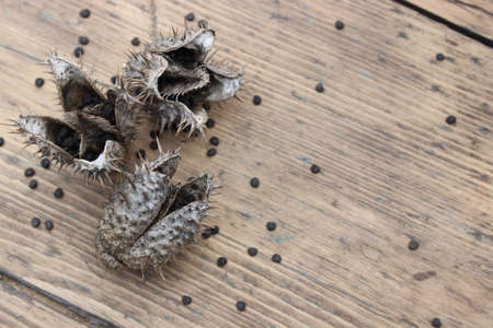 Dry flower datura seeds on the background of wooden boardsの写真素材