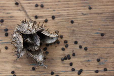 Dry flower datura seeds on the background of wooden boardsの写真素材