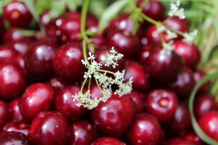 Cherry is scattered in the green grass