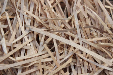 Background from dry wood shavings thinly sliced