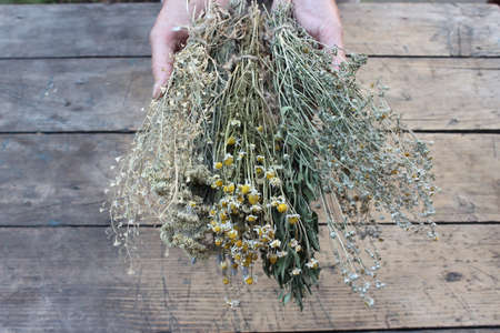 Dry grass, camomile, wormwood in his hands on a background of boardsの写真素材