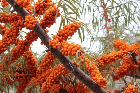 Branch with ripe orange fruit sea buckthorn