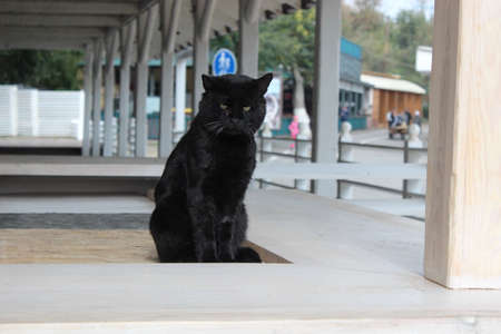 Beautiful homeless black cat sitting on tableの写真素材