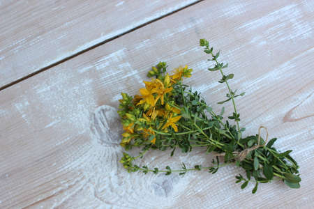 Yellow St. Johns wort flowersの写真素材