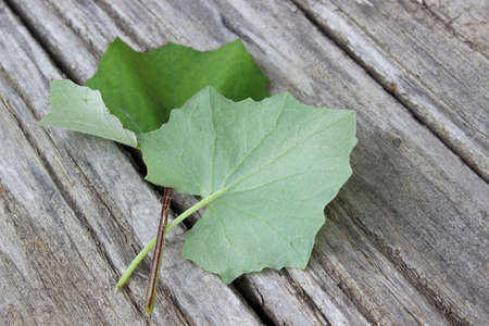Leaf of mother and stepmother on the background of planks