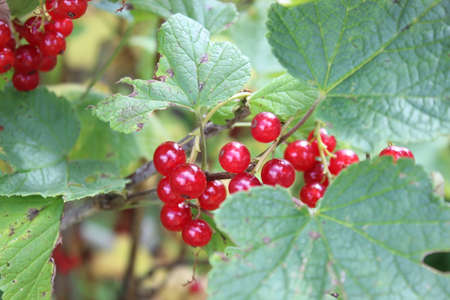 Red currant berries