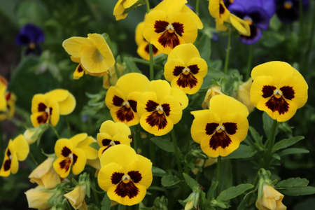 Yellow pansy flower growing in the city park