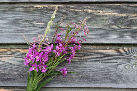 Russian Ivan-tea on the background of boardsの写真素材